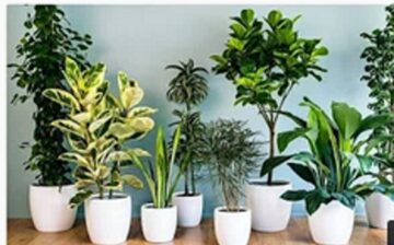 Decorative Plants