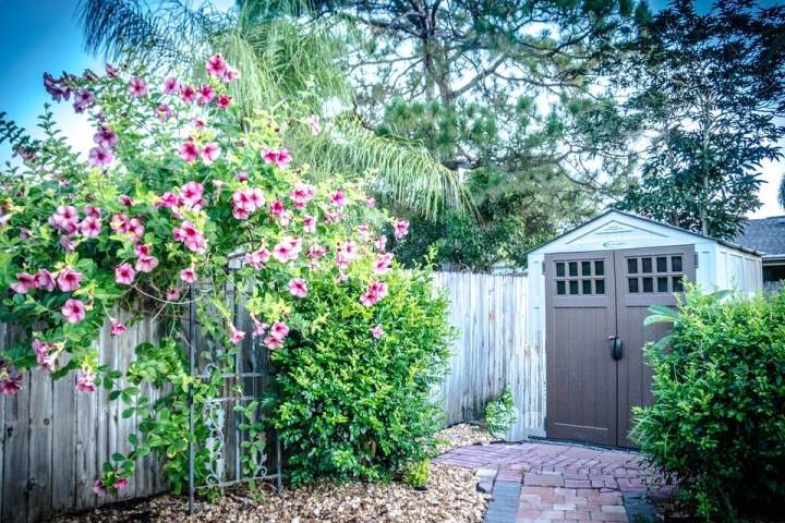 garden shed decorated with plants