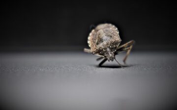 Bed Bug Infestation in your home