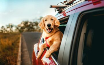 moving by car with dog