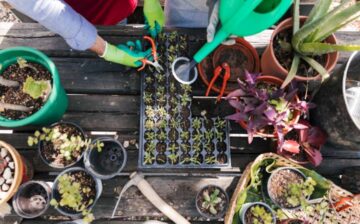 male female gardener watering seedling plants