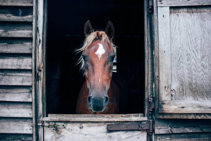 horse in barn