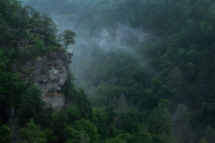  train traveling through a lush green forest